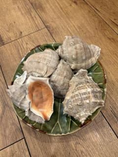ニシ貝　貝殻　5個セットのサムネイル