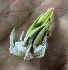Tillandsia Apretado （RFI）速達発送 - メルカリ