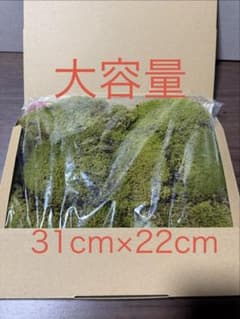 スナゴケ 苔 31cm×22cmのサムネイル