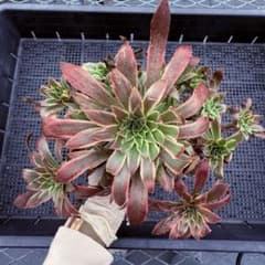 m77065124297_1.jpg?1728276880