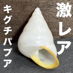 貝標本 パプアニューギニア タチバナマイマイ・キグチパプア・ミドリパプア 3点 ☆激レア☆ キグチパプア 貝殻 標本 アンティーク キグチパプア