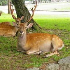 。。ほ様専用のサムネイル