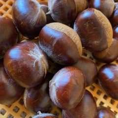 （お値打）無農薬・上州産大きな利平栗⑧１．２ｋｇ・渋皮煮・甘露煮のサムネイル