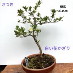 皐月さつき盆栽 【白い花かざり】 - メルカリ