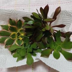 アエオニウム4種類カット苗 - メルカリ