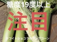 ホワイトショコラの訳ありヤングコーン　ラスト☺️のサムネイル