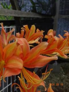 リコリス◆希少種【紅サツマ】大1球◆山野草 ヒガンバナ 彼岸花 球根！10のサムネイル