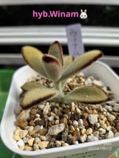 多肉植物 カランコエ もふもふ兎シリーズ♡ hyb.ウィナム 抜き苗
