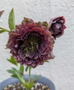 m77094360546_1.jpg?1772666473