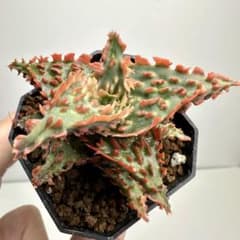 アロエハイブリッド Aloe Hybrid A_027 - メルカリ