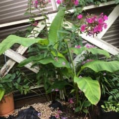 芭蕉の木　バナナは成りません。のサムネイル