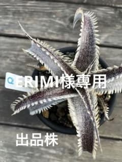 Dyckia A-J ディッキア 発根活着済み タグ付き - メルカリ