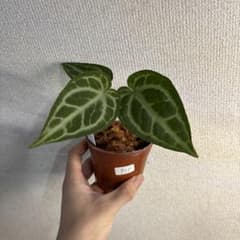 M*I様 Anthurium Angel's Dream✖️Pink veil - メルカリ