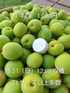 朝採れ 青梅 1kg 2L以上多数 梅酒 梅シロップ用　No.3のサムネイル