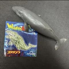 コククジラ　ブックレット くじら　&co デアゴスティーニ　アンドコ