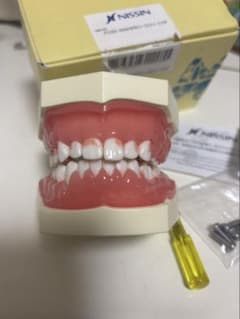 NISSIN 歯科模型 P15D-500R90-5841 - メルカリ