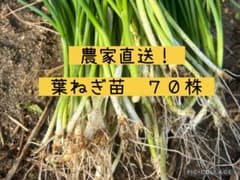葉ねぎ苗 70株 家庭菜園にのサムネイル