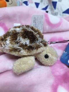 Sugarさん専用　美ら海水族館のカメのキーホルダーのサムネイル