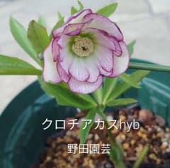 クリスマスローズ小苗 セット 抜き苗でネコポス発送 - メルカリ