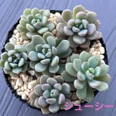 多肉植物 ジューシー （ロウルサンコさん苗） - メルカリ