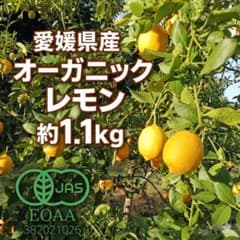 愛媛県産 有機JAS認証 オーガニックレモン 良品 1.1kg（10個前後）新鮮のサムネイル