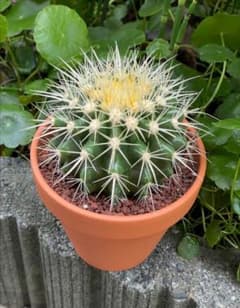 金鯱 キンシャチ 4号 素焼鉢 逸品 本物 観葉植物 ロックガーデン