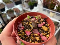 多肉植物 紅日傘 抜き苗のサムネイル
