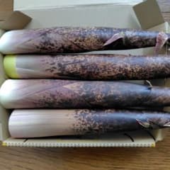 真竹たけのこ　コンパクト便　ヌカ付きのサムネイル
