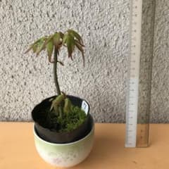 山もみじのサムネイル