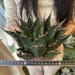 885 アガベ イラン産 モンタナ 大株 極上 特選株 - メルカリ