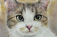 猫 絵画 子猫 イラスト 水彩色鉛筆 油彩色鉛筆 原画 目力