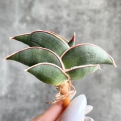 S16980☆オークション販売☆ サンスベリア ロリダ 極上美株！ - メルカリ