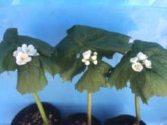 山野草/サンカヨウ苗3株(開花補償付き) - 4