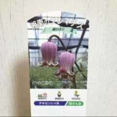 クレマチス 藤かほり 3年生苗 正規品ラベル付き - メルカリ