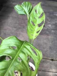 モンステラマドカヅラFODEFOG様専用のサムネイル