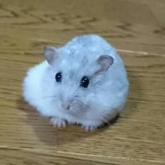 りょう様専用のサムネイル
