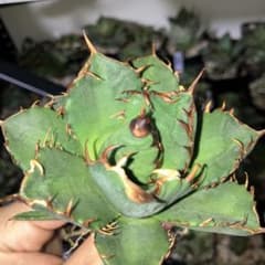 アガベ　オテロイ実生のサムネイル
