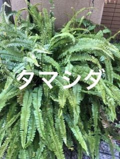 タマシダ★無農薬のサムネイル