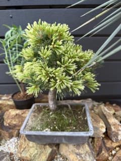 盆栽 五葉松 斑入り 花火　ドライガーデン 盆栽 五葉松 斑入り 花火 ドライガーデン - メルカリ