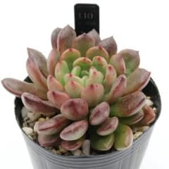 110.ピンクルルビー 抜き苗 多肉植物 - メルカリ