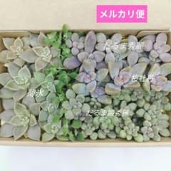 カット苗セット 多肉植物☆約14cm×9cm箱 【匿名配送】 - メルカリ