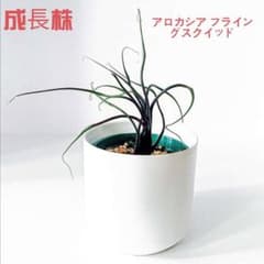 MS179 20株セット アロカシア フライングスクイッド MS017 アロカシア フライングスクイッド 5株セット - メルカリ