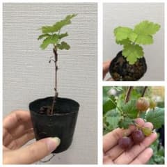 (このサイズラスト)【希少】大実グズベリー　大実グーズベリー　挿木苗のサムネイル
