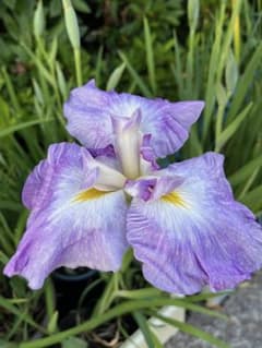 ㉙大きめ苗! 青鬼❣️珊瑚の花❣️マスカット❣️華切子❣️発根済6苗メルカリ便込 花菖蒲 御所遊び 江戸系古花 大輪3芽 - メルカリ