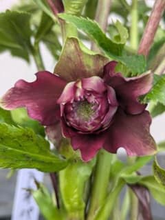 【花苗】クリスマスローズ　広瀬園芸　今期購入株　クレオパトラ系　メルカリ便発送 花苗】クリスマスローズ 広瀬園芸 今期購入株 クレオパトラ系 メルカリ