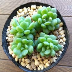 玉響　多肉　カット苗　すべてのサムネイル