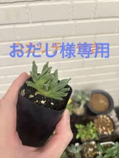 おだじ　様専用のサムネイル