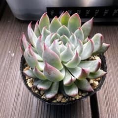 ㉛大きめ3鬼! 桜鬼❣️青鬼❣️赤鬼❣️発根済み おらいさん苗 メルカリ便送料込 ㉞大きめ3鬼! 桜鬼❣️青鬼❣️赤鬼❣️発根済み おらいさん苗