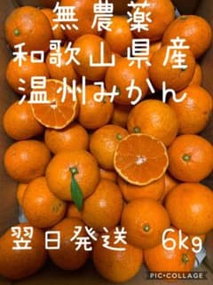 無農薬　和歌山県産　温州みかん（6kg）のサムネイル
