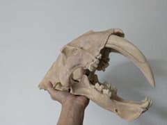 サーベルタイガー 頭蓋骨 実寸大 レプリカ - メルカリ